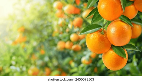 Close-up orange fruit in orange farming. - Powered by Shutterstock