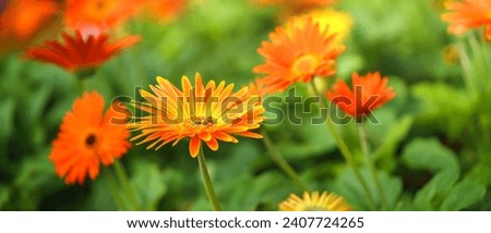 Closeup of orange Gerbera flower and honey bee under sunlight using as background natural plants landscape, ecology wallpaper cover page concept.