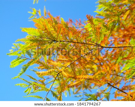 Closeup of orange and green autumncolors of Bald Cypress tree (Taxodium distichum) in a bright blue sky.
