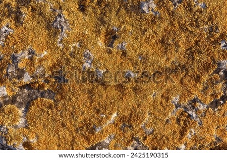 Close-up of orange lichen growing on limestone rock. Lichen pattern. Texture lichen on the limestone rock as a background.