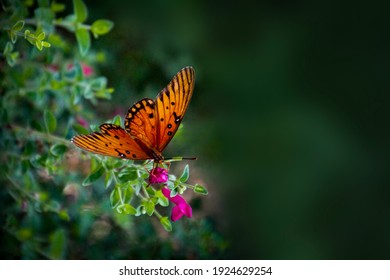 Closeup Of Orange Monarch Butterfly With Shallow Depth Of Field And Dark Background With Copy Space