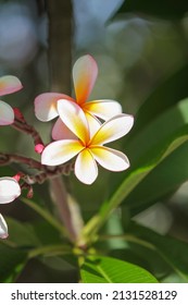 A Closeup Of An Orange And Pink Plumeria Flower