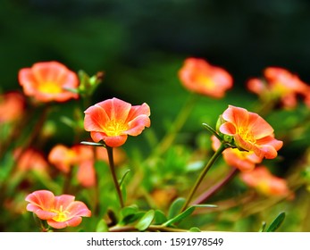 Ten O Clock Flower Images Stock Photos Vectors Shutterstock