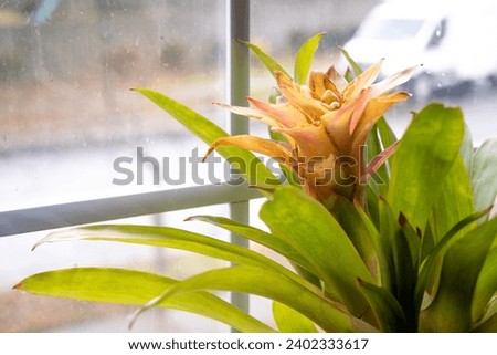 Closeup Orange Potted Flower with Green Leaves in front of Brigh