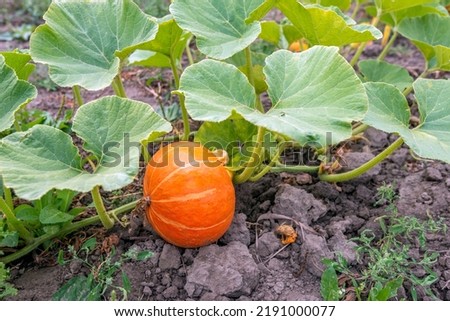 Closeup of an orange pumpkin growing on a plant in a large field at a specialist nursery. Weeds grow between the pumpkin plants.