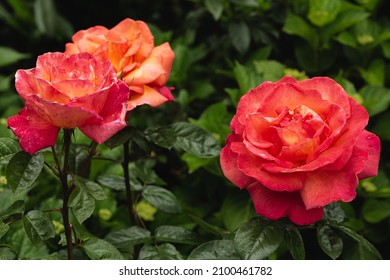Gros plan Sur Des Roses orange dans le jardin