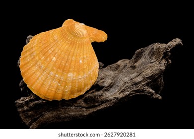 Primer plano de una concha de vieira naranja descansando sobre madera flotante texturizada, sobre un fondo negro. Destaca los intrincados patrones de la concha y la superficie rugosa de la madera