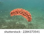Close-up of an orange sea cucumber in the sea of Camiguin, Philippines.