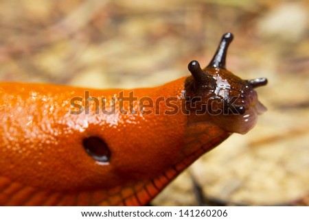 Similar – Image, Stock Photo bootlicker Snail Animal