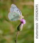 A closeup of an  Orange Sulphur butterfly feeding on a flower of a wild thistle