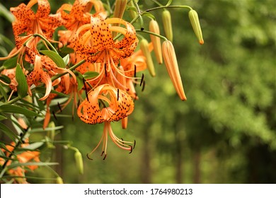 Closeup of Orange Tiger Lily (Lilium lancifolium) full blooming on the green garden background, Summer in GA USA.