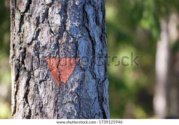 Close-up of orange trail marker painted on\
a tree for hikers and tourists on a hiking\
trail