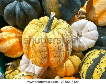 Image, Stock Photo Pumpkins Food Vegetable