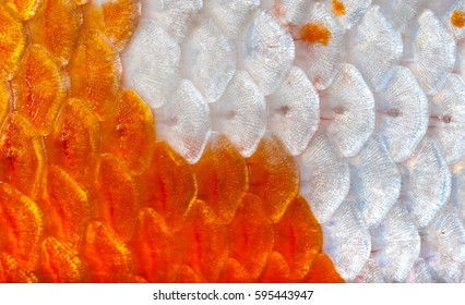 5 122 Koi Fish Scales Images Stock Photos Vectors Shutterstock Closeup Orange White Shining Koi 260nw 595443947