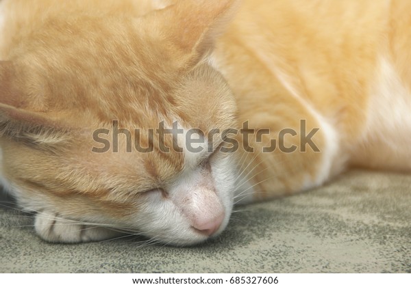 Closeup Orange White Shorthaired Sleeping Cat Stock Photo Edit