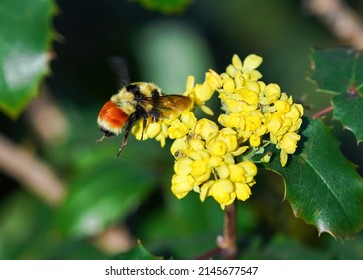 Closeup of an Orange-belted Bumblebee hovering over a flowering Oregon Grape shrub.