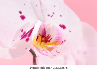 Close-up orchid flower on a pink background. Background for the beauty industry - Powered by Shutterstock