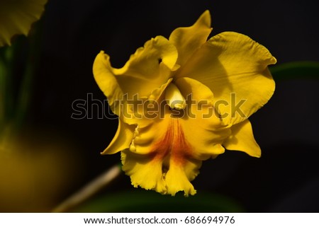 Similar – Foto Bild Gelbe Blüte im Sommer grün