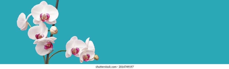 Close-up of orchid flowers isolated on blue background with copy space banner