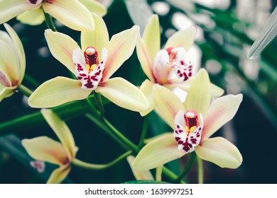 Closeup of orchid flowers. Phalaenopsis Orchidaceae in garden. 