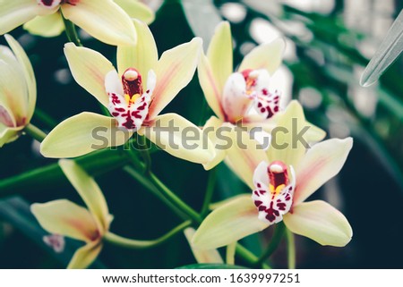 Closeup of orchid flowers. Phalaenopsis Orchidaceae in garden. 