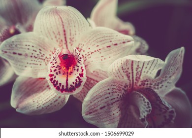 Close-up Of Orchidaceae. Vintage Style. 