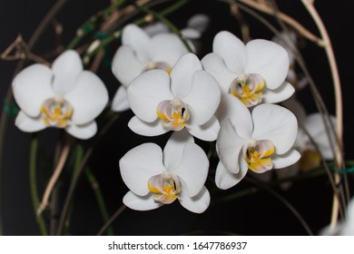 close-up of orchids with flashlite