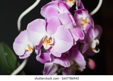 close-up of orchids with flashlite