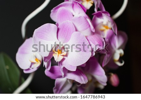 close-up of orchids with flashlite