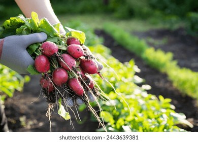 Close-up, organic fresh vegetables. The farmer has a fresh radish in his hands. Local food - Powered by Shutterstock