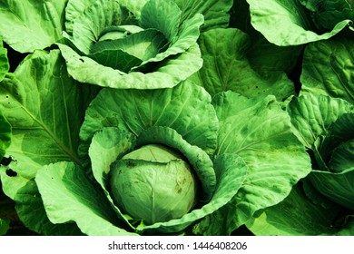 Closeup Organic green cabbage in garden - Shutterstock ID 1446408206