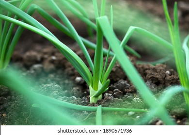 Close-up of organic onion plants growng in a greenhouse - selective focus