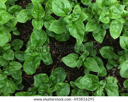 closeup organic salad vegetable grow at home, very good for your health
