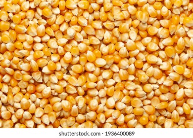 Close-up Of Organic Yellow Corn Seed Or Maize (Zea Mays) Full-Frame Background. Top View