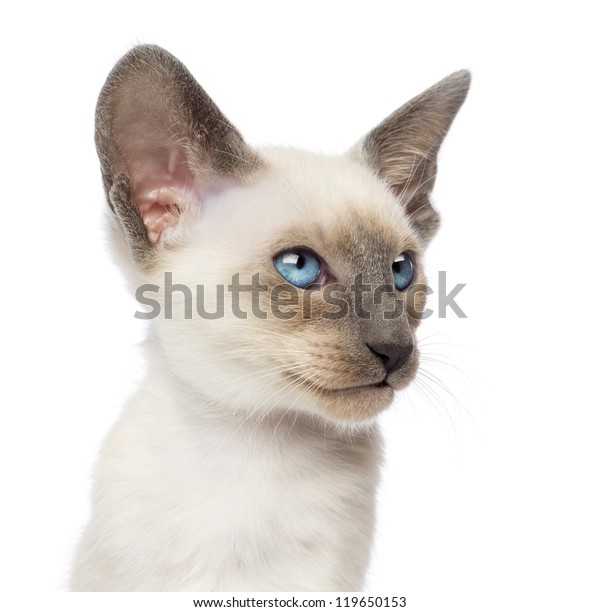 Closeup Oriental Shorthair Kitten 9 Weeks Stock Photo Edit Now