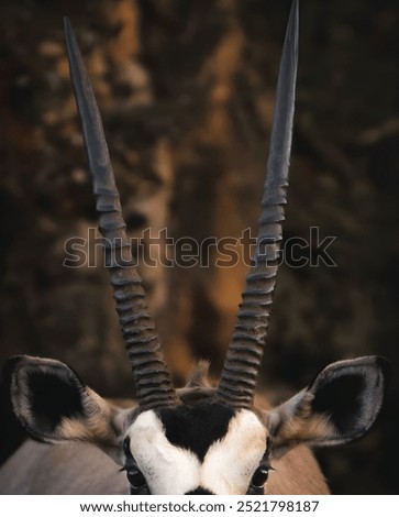 Close-up of an oryx's long, spiraled horns.