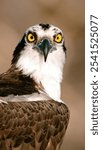 A closeup of an Osprey looking into the camera