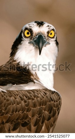 A closeup of an Osprey looking into the camera