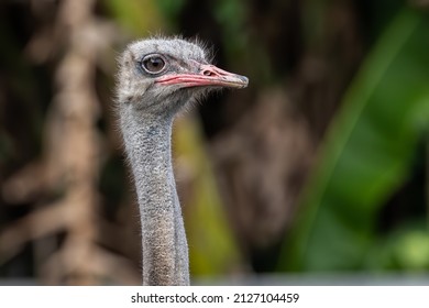 Close-up of ostrich head on with nature blur background
