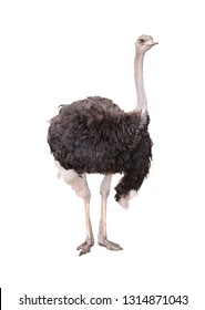 Closeup of a ostrich isolated on white background, selective focus.