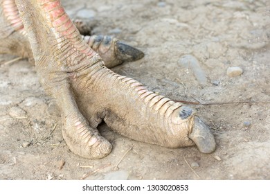 Closeup Ostrich Leg Stock Photo 1303020853 | Shutterstock