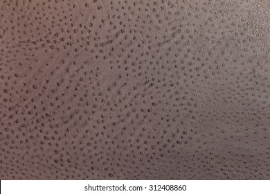 Closeup Of Ostrich Skin, Background