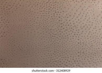 Closeup Of Ostrich Skin, Background