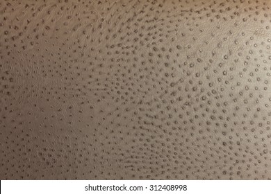 Closeup Of Ostrich Skin, Background