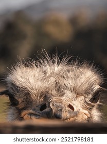 Close-up of an ostrich's face, looking directly at the camera.