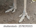 Close-up of an ostrich