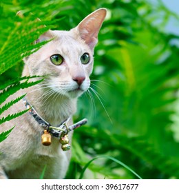 Royalty Free Oriental Shorthair Kitten Stock Images Photos