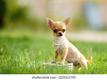                       Close-up outdoor portrait of a small funny beige mini chihuahua dog, puppy.          - Shutterstock ID 2225521793