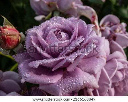 Close-up of outstanding, old fashioned lavender rose 'Novalis' with multi layered mauve flowers. Detailed, round water droplets on all rose petals reflecting sunlight in summer