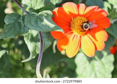 Closeup overhead view of Common eastern bumble bee (Bombus impatiens) perched on orange and yellow flower (possibly Mexican sunflower, Tithonia rotundifolia).